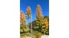 Europese lariks, Vroege herfst, 2/3, 13-15 cm