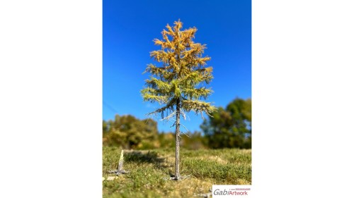 Europese lariks, Vroege herfst, 2/3, 16-18 cm