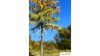 Europese lariks, Vroege herfst, 2/3, 22-24 cm