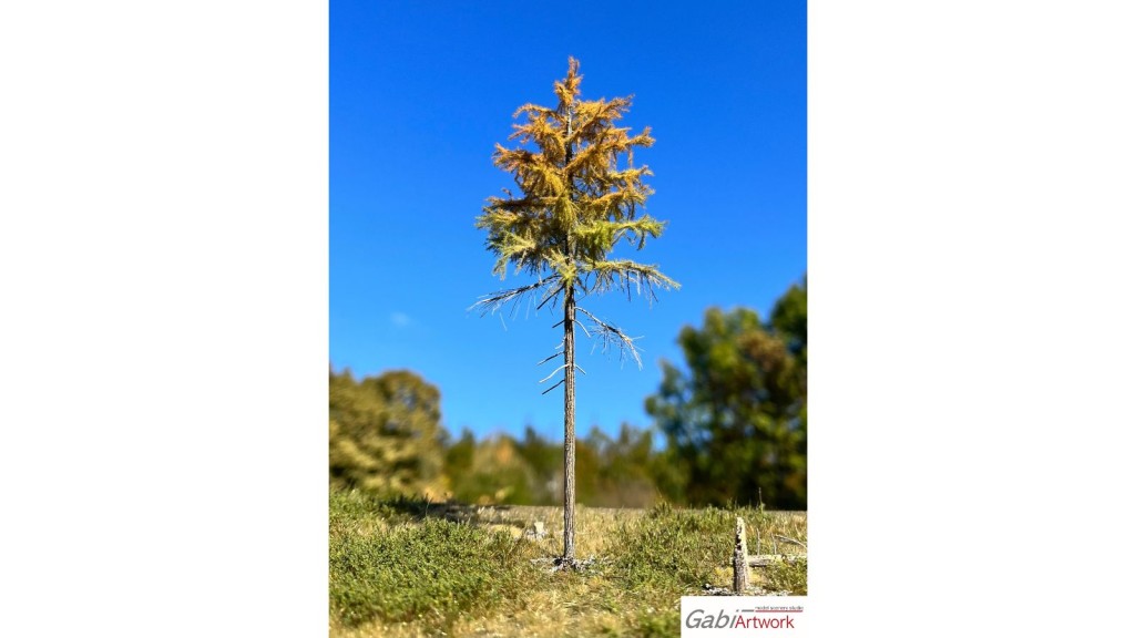 Europese lariks, Vroege herfst, 1/3, 19-21 cm
