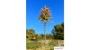 Europese lariks, Vroege herfst, 1/3, 19-21 cm