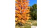 Europese lariks, Late herfst, 3/3, 7-9 cm