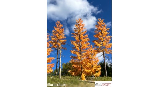 Europese lariks, Late herfst, 3/3, 10-12 cm