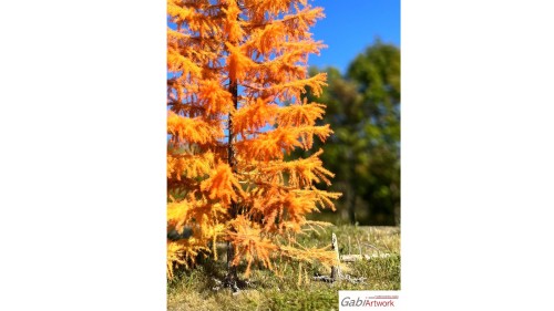 Europese lariks, Late herfst, 3/3, 13-15 cm