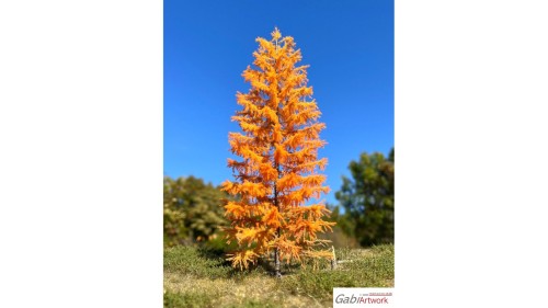 Europese lariks, Late herfst, 3/3, 19-21 cm