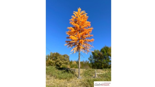 Europese lariks, Late herfst, 2/3, 16-18 cm