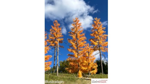 Europese lariks, Late herfst, 2/3, 19-21 cm