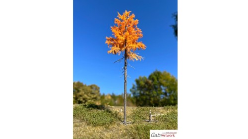 Europese lariks, Late herfst, 1/3, 22-24 cm