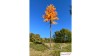 Europese lariks, Late herfst, 1/3, 28-30 cm